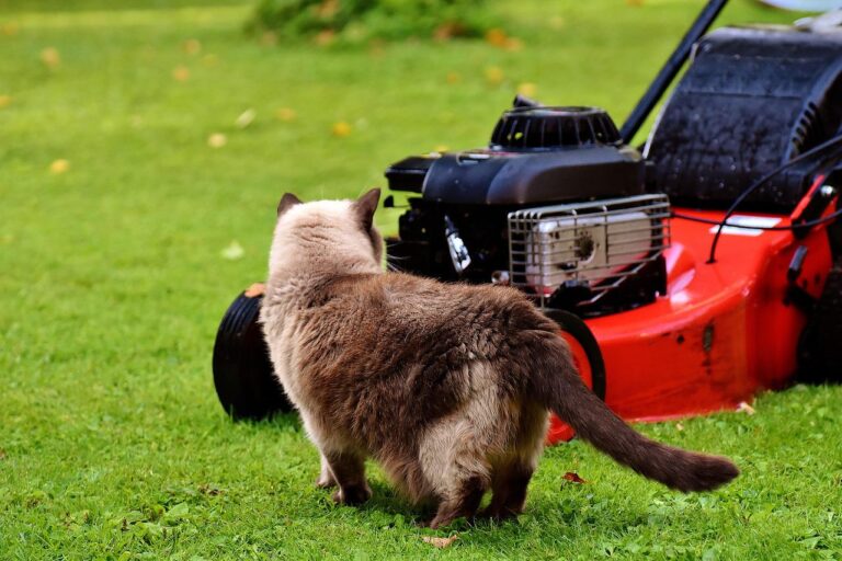 lawn mower, cat, curious-2293880.jpg